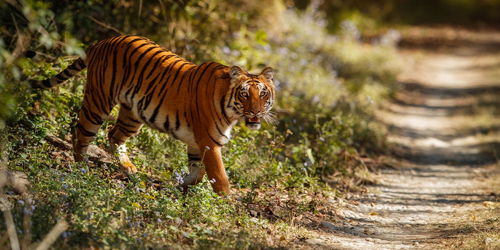 Buxa Tiger Reserve