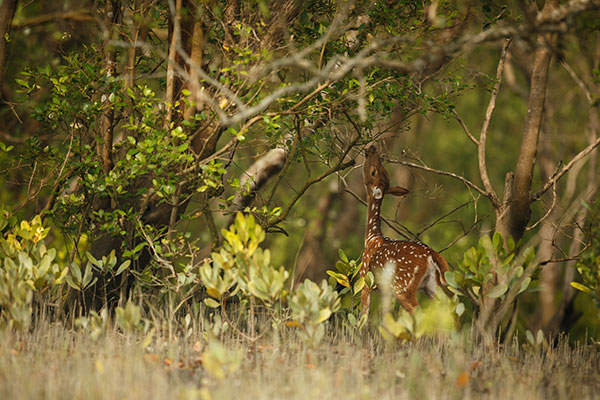 Explore Dooars
